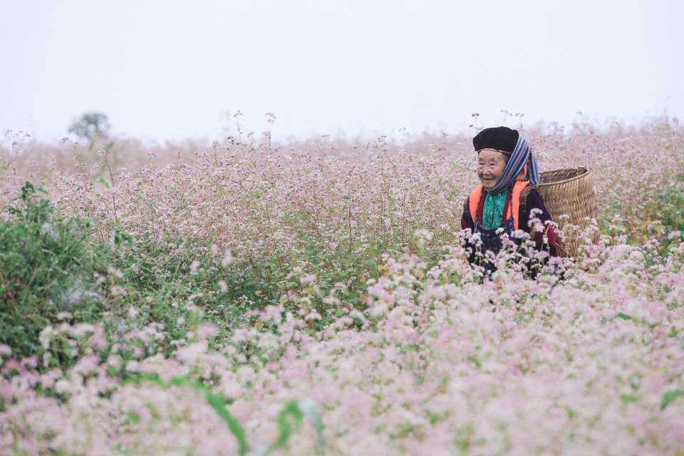 Khác với hoa tam giác mạch ở các nơi khác, ở Hà Giang loại hoa này có màu phơn phớt hồng, mọc thành từng cánh đồng lớn ven đường, thung lũng thậm chí len lỏi trên những vách đá lởm chởm. (Ảnh: PV/Vietnam+)