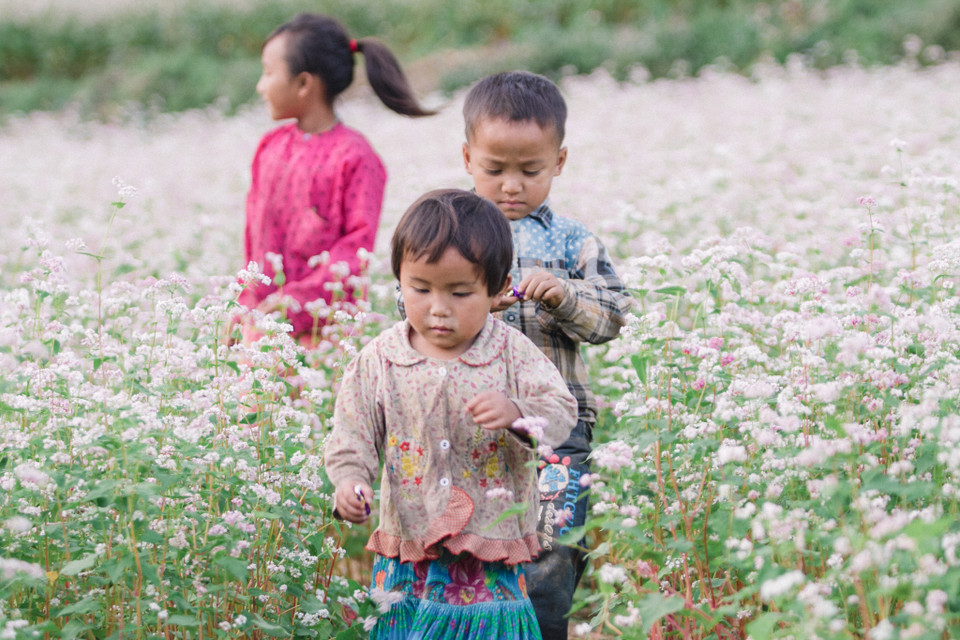 Có thể nói khi nhắc đến Hà Giang, không ai là không nhớ tới tam giác mạch - một thứ "đặc sản" của mảnh đất này. (Ảnh: PV/Vietnam+)