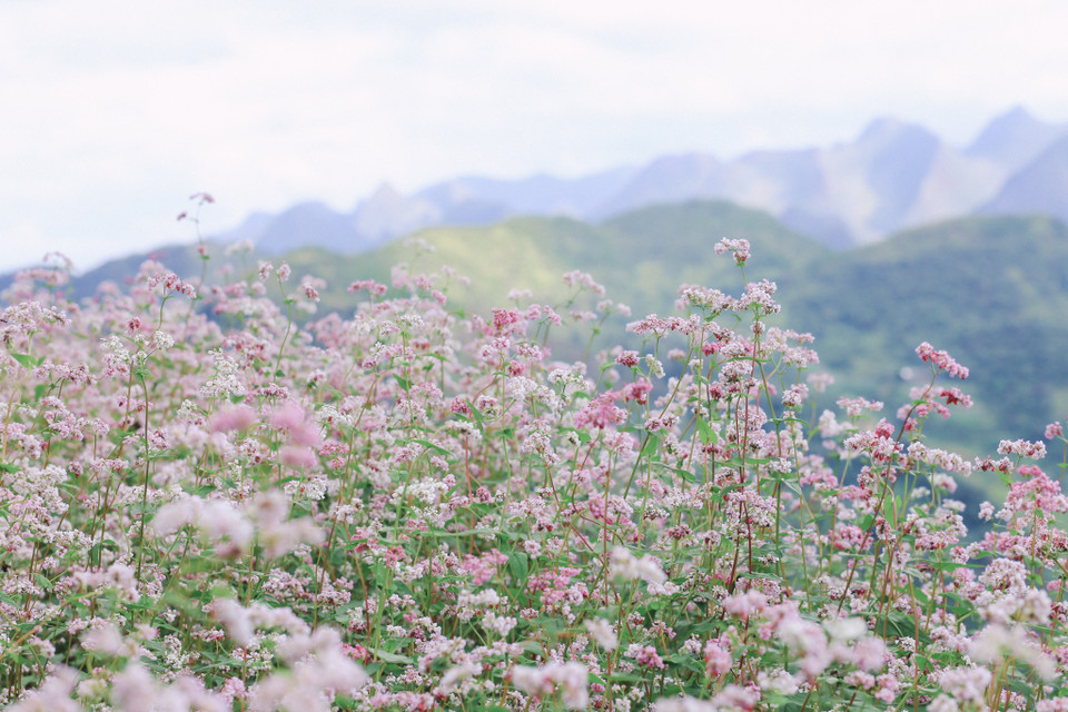 Những năm gần đây, tam giác mạch đã được trồng ở nhiều nơi để khách du lịch thưởng thức. (Ảnh: PV/Vietnam+)