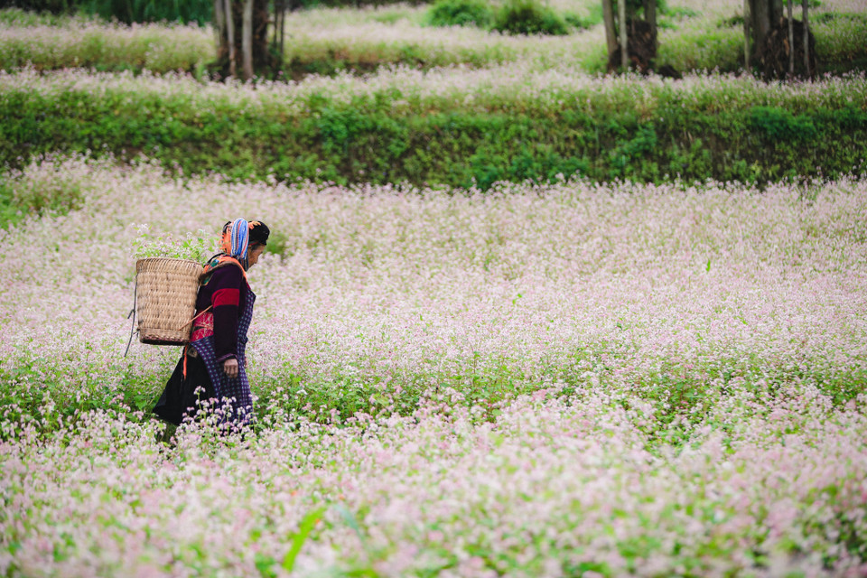 Mỗi khi một ruộng tam giác mạch đổi màu, du khách đều sẽ cảm thấy khung cảnh đất trời Hà Giang cũng biến sắc theo hoa. (Ảnh: PV/Vietnam+)