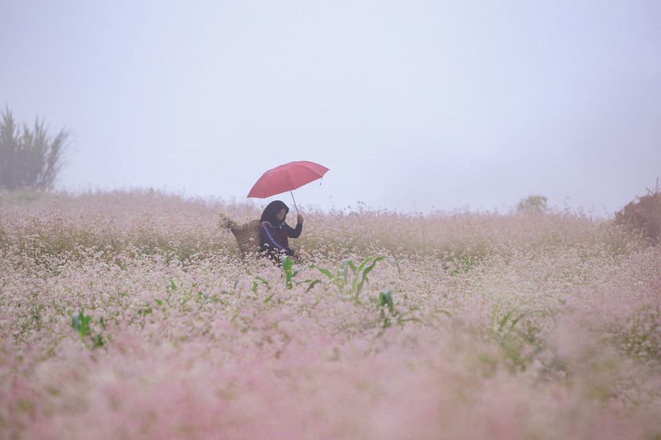 Mùa tam giác mạch ở Hà Giang kéo dài từ đầu tháng 10 đến hết tháng 12. (Ảnh: PV/Vietnam+)