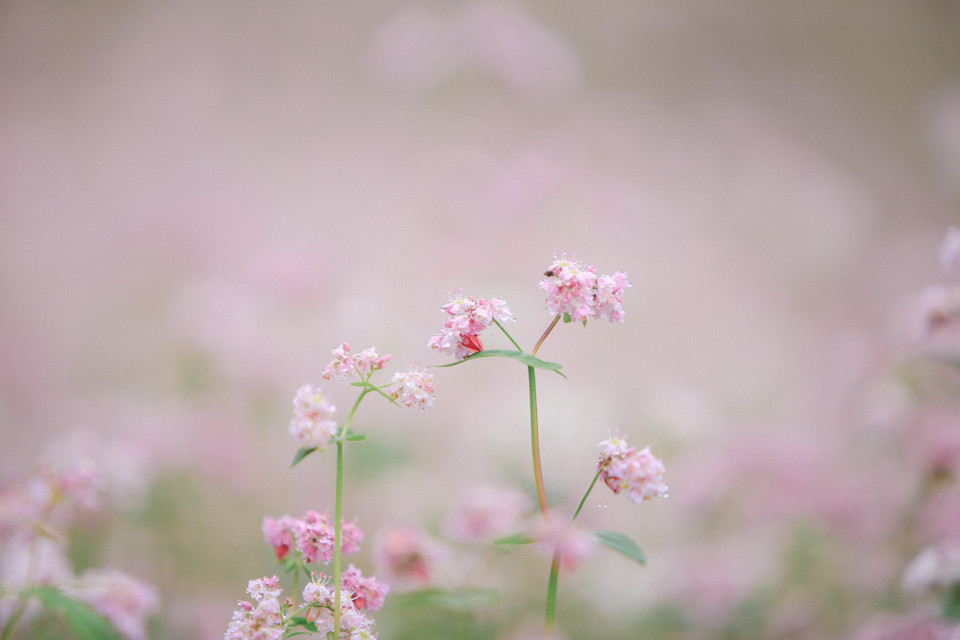 Vào những ngày đầu mùa Đông, núi rừng nơi đây như khoác lên mình màu áo mới, được dệt bởi sắc tím, trắng, hồng đầy quyến rũ của loài tam giác mạch. (Ảnh: PV/Vietnam+)