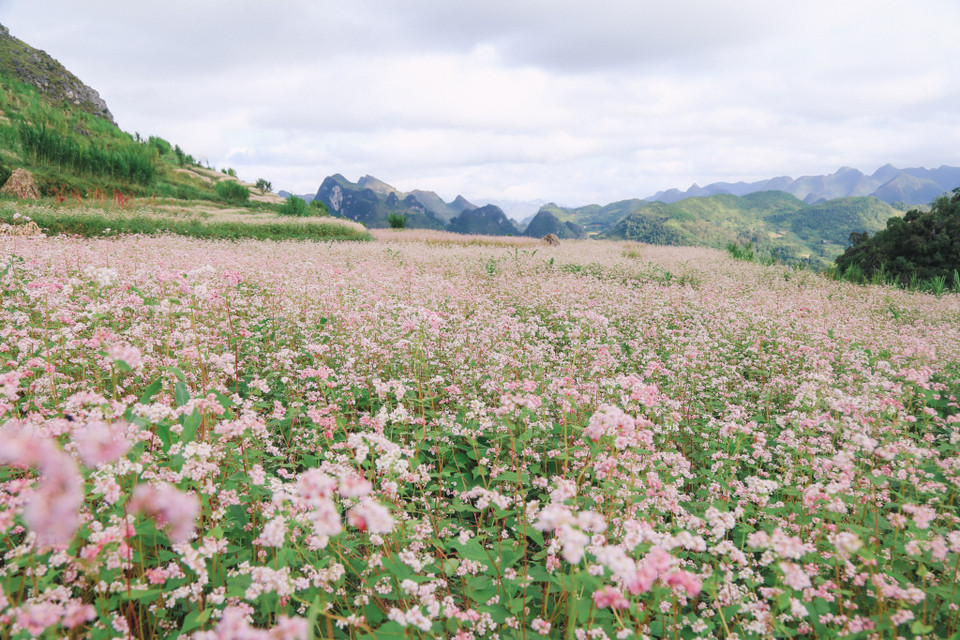 Tam giác mạch bắt đầu nở vào cuối Thu, thậm chí đến ngoài Tết Âm lịch vẫn có thể bắt gặp những đồng hoa tam giác mạch nở muộn đâu đó trên cao nguyên đá. (Ảnh: PV/Vietnam+)