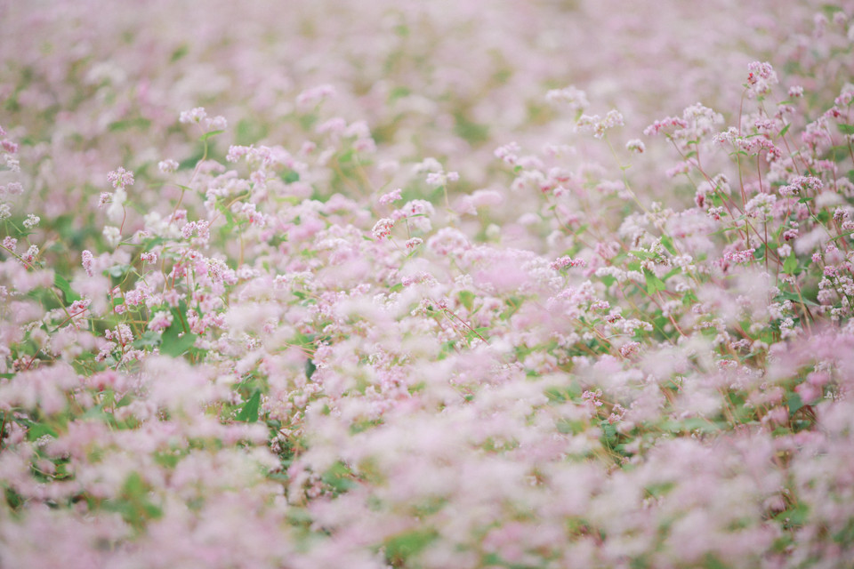Nhưng phải ai đã đi mới biết, Hà Giang mùa nào cũng đẹp, mùa nào cũng đáng để chinh phục. (Ảnh: PV/Vietnam+)