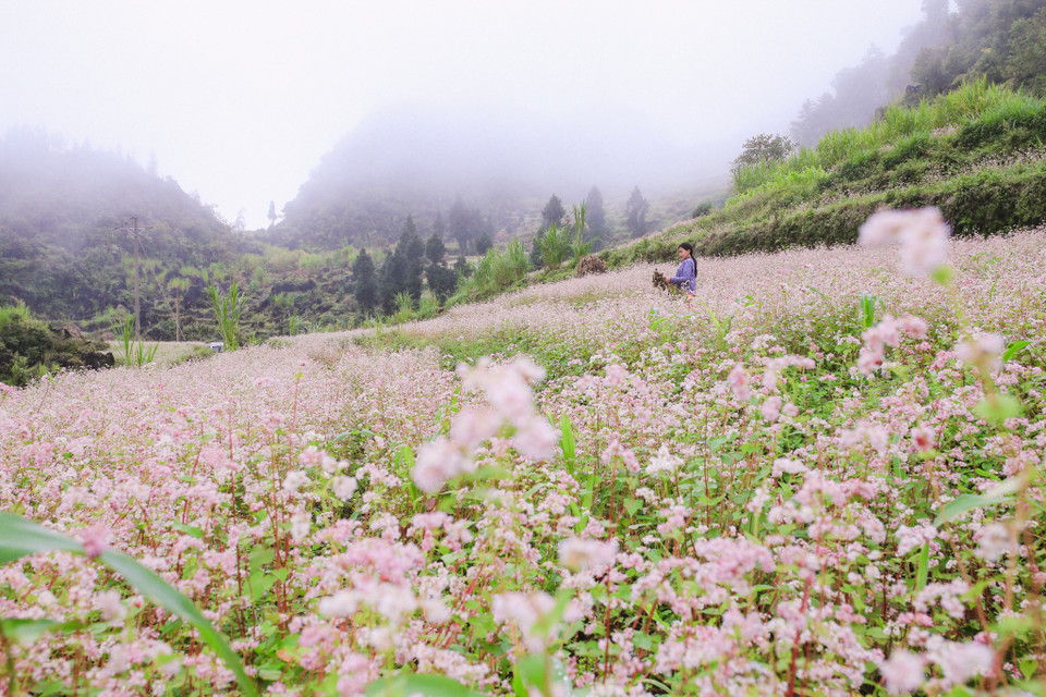 Loài hoa này có thể chịu rét, thiếu nước hơn tất thảy để vươn mình khoe sắc từ những lớp đất, đá cằn cỗi nơi cao nguyên. (Ảnh: PV/Vietnam+)
