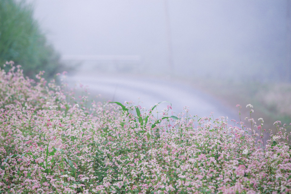 Đến Hà Giang, du khách có thể ngắm loại hoa này ở chân đèo Mã Pí Lèng, Cột cờ Lũng Cú, làng văn hóa Lũng Cẩm... (Ảnh: PV/Vietnam+)