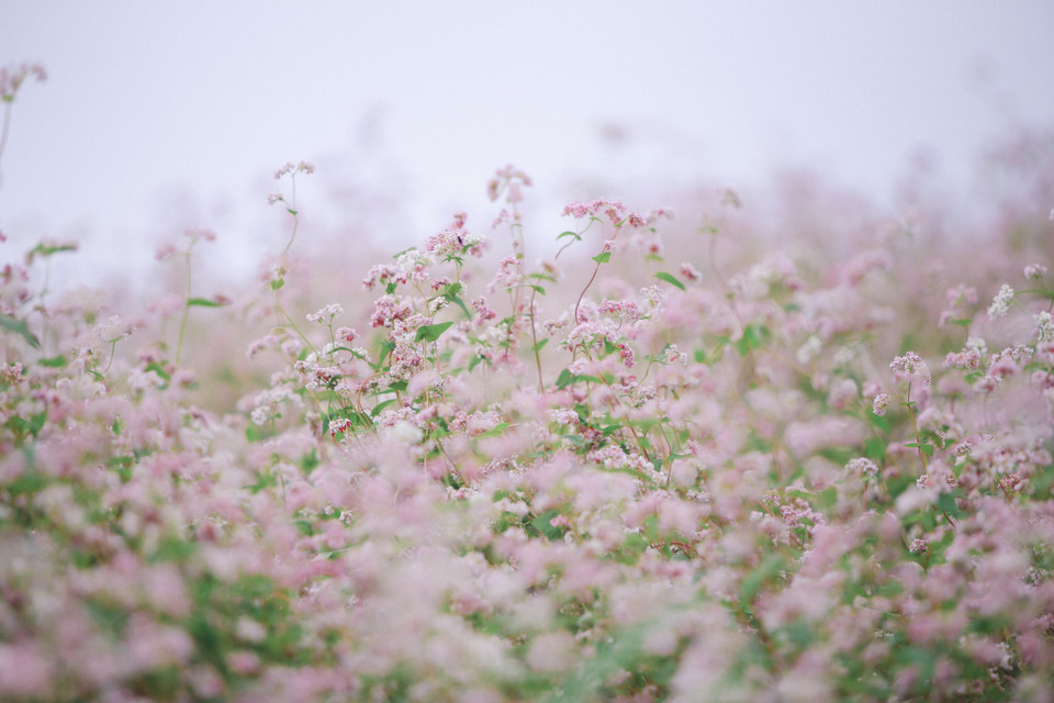 Một điểm nhấn khi khách du lịch ghé thăm Hà Giang chính là những đồng hoa tam giác mạch trải dài ngút ngàn. (Ảnh: PV/Vietnam+)