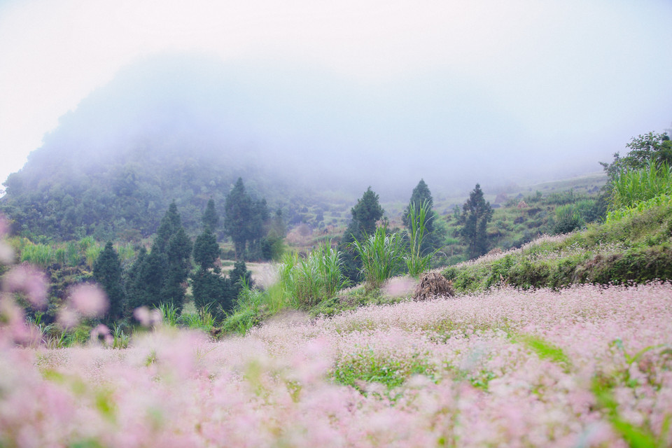 Tam giác mạch cũng được mệnh danh là "nữ hoàng của các loài hoa" tại cao nguyên đá. (Ảnh: PV/Vietnam+)