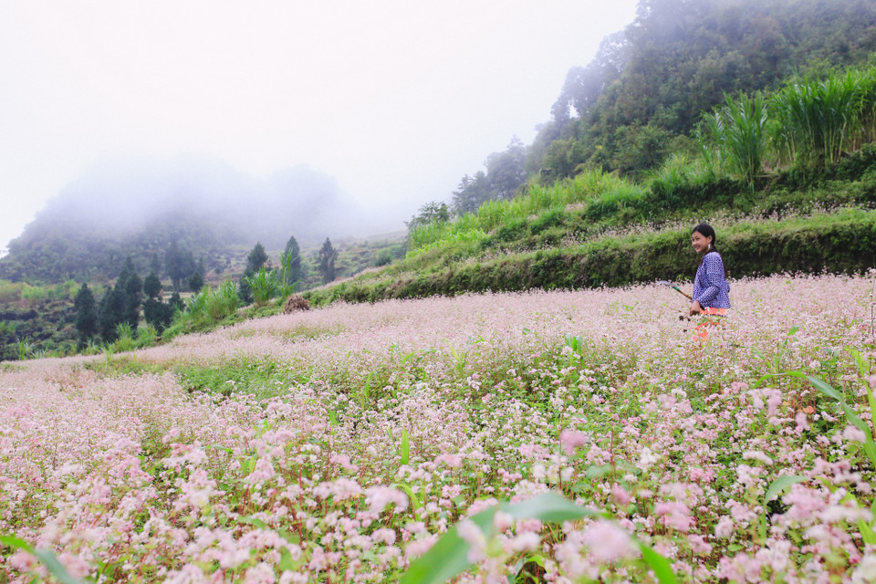 Tam giác mạch mỏng manh nhưng lại là một trong những loài hoa bền bỉ nhất. (Ảnh: PV/Vietnam+)