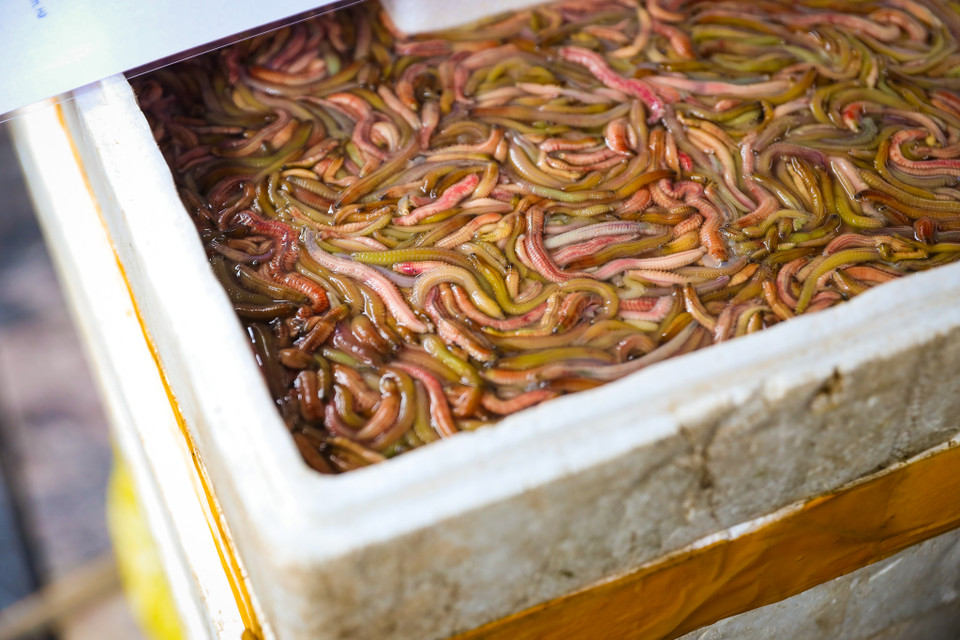 Rươi là loài thân mềm nhìn qua có vẻ sợ nhưng lại là đặc sản có tiếng trong bản đồ ẩm thực. (Ảnh: PV/Vietnam+)