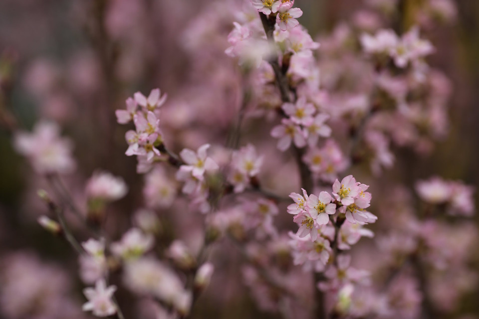 (Ảnh: Minh Sơn/Vietnam+)