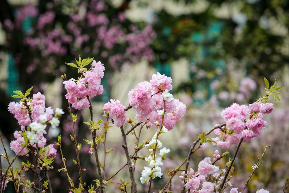 Thời tiết Hà Nội những ngày gần đây rất thuận lợi cho hoa được giữ độ tươi và màu sắc. (Ảnh: Minh Sơn/Vietnam+)