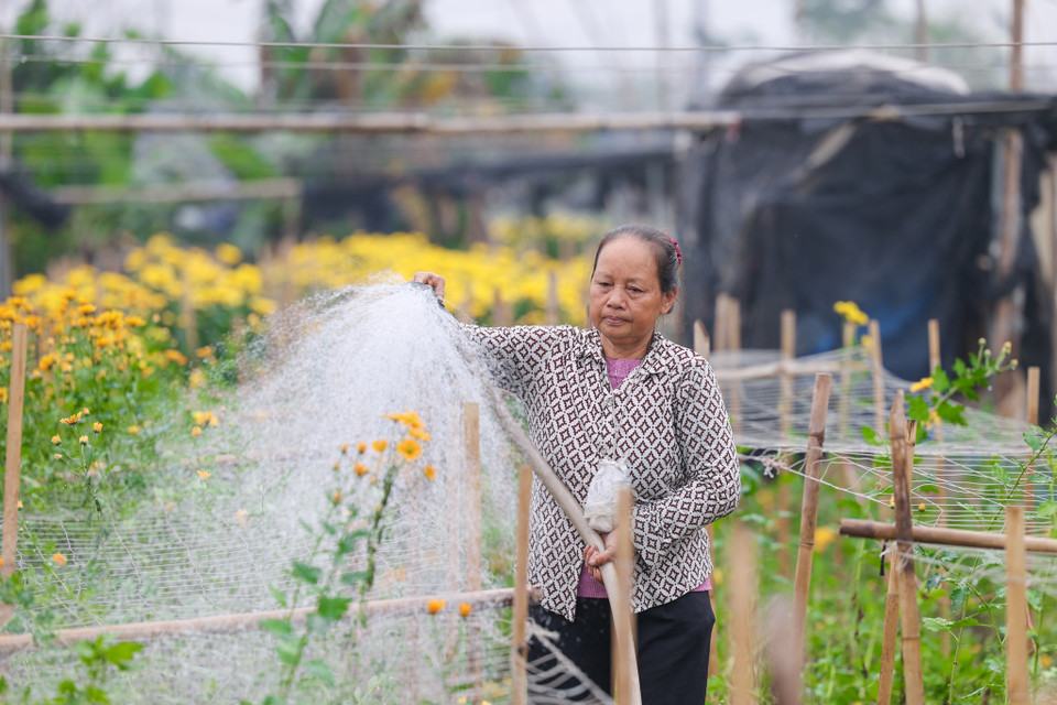 Thời điểm này, người dân Tây Tựu đang thu hoạch cúc vàng hàng loạt. Hiện tại giá bán cúc vàng buôn dao động từ 100 - 140 ngàn đồng/50 bông. Hoa hồng đẹp giá 30 - 40 ngàn đồng/10 bông. (Ảnh: Minh Sơn/Vietnam+)