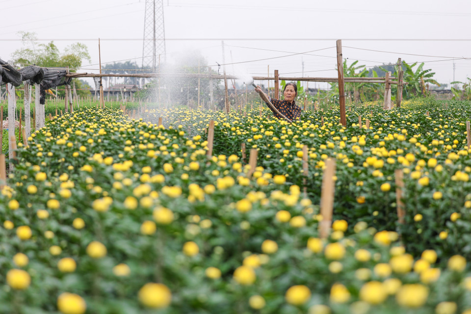 Nhiều nông dân cho biết cả năm chỉ trông chờ vào vụ hoa Tết để có thêm thu nhập nhưng thực tế lại đang khiến những người trồng hoa thấp thỏm, lo âu. (Ảnh: Minh Sơn/Vietnam+)