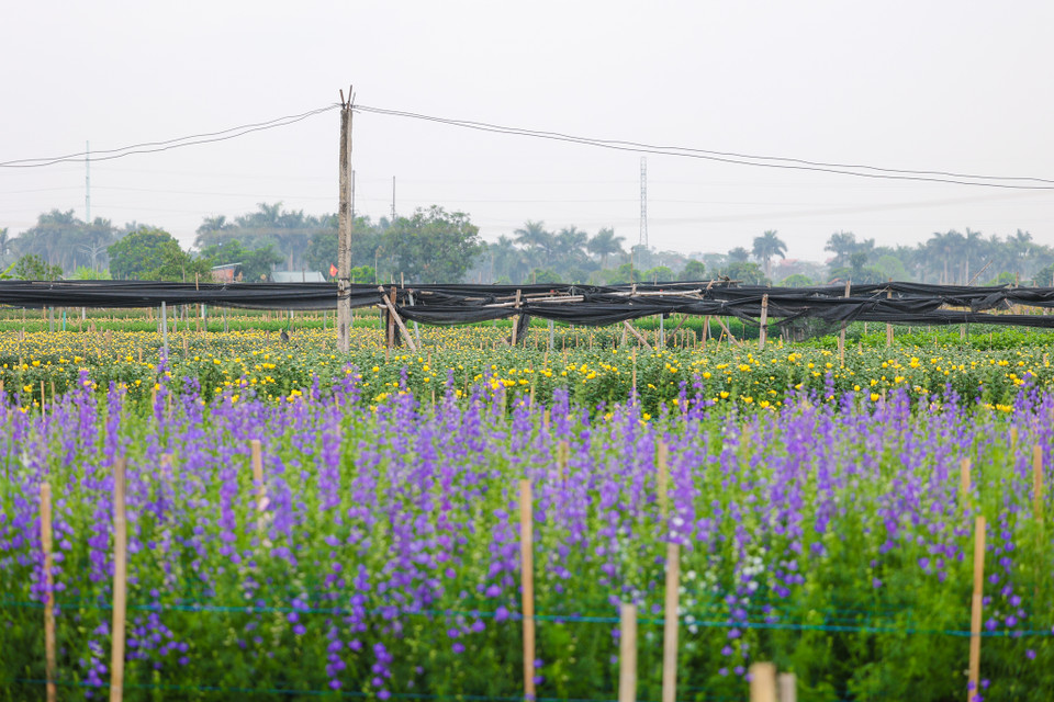 Tây Tựu được coi là một trong những vựa hoa lớn của Hà Nội. Với người nông dân trồng hoa, những dịp lễ Tết là thời điểm chính để có được một mùa 'bội thu.' (Ảnh: Minh Sơn/Vietnam+)