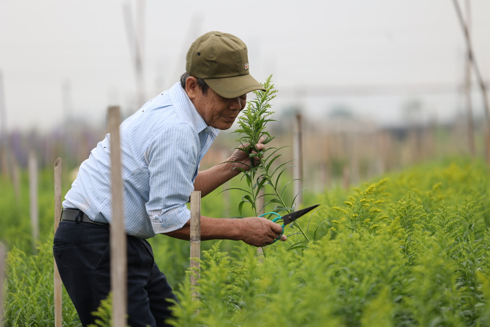 Ông Nguyễn Văn Soạn, một nông dân trồng hoa gần 30 năm tại Tây Tựu cho biết ngoài các loại hoa, gia đình ông trồng thêm cây vàng anh để cắm phụ cho các loại hoa khác.(Ảnh: Minh Sơn/Vietnam+)