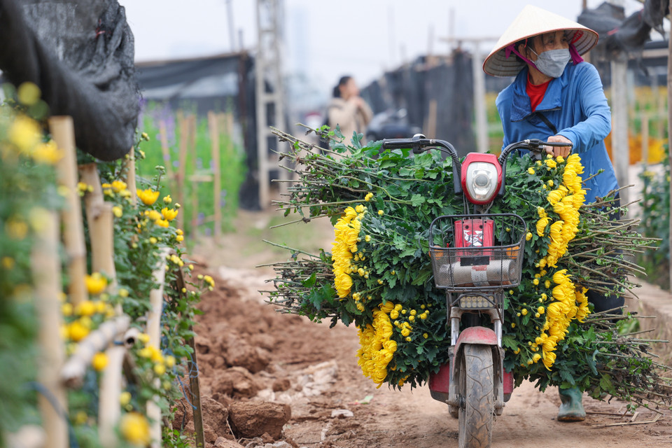 Bà Hồng ngậm ngùi: 'Năm ngoái do ảnh hưởng của dịch COVID-19, nhu cầu thị trường giảm, nhưng giá còn cao. Sang năm nay tình hình ổn định thì người dân lại phải chịu cảnh hoa rớt giá. Với người nông dân để thu được một vụ hoa mất thời gian khoảng 5 tháng với bao công sức, tiền của.' (Ảnh: Minh Sơn/Vietnam+)