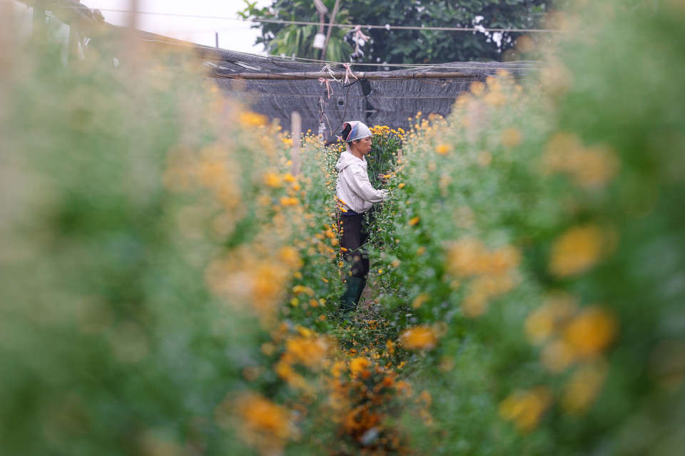 Loài hoa cúc mai cam cao từ 30 - 35cm, mỗi cây có từ 5 - 10 bông, mỗi bông từ 20 đến 30 cánh nhìn rất đẹp. Người nông dân Tây Tựu cho hay vì hoa có nhiều chồi và búp đẹp nên được khách hàng ưa chuộng. (Ảnh: Minh Sơn/Vietnam+)