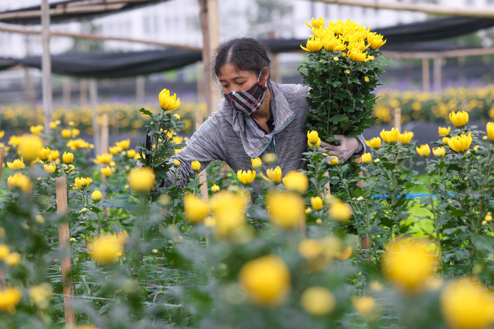 Bà Nguyễn Thị Hiên (Tây Tựu, Hà Nội) ngậm ngùi chia sẻ: 'Hoa Tết nhà tôi có một sào cúc với hồng. Thời tiết đang ủng hộ người dân làm hoa, nhưng nếu thị trường nhiều hoa mà trời nồm thì chắc chắn không được giá.' (Ảnh: Minh Sơn/Vietnam+)