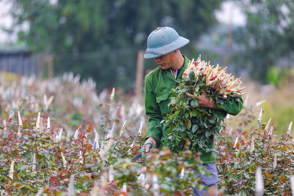 Không chỉ cúc, nhiều nông dân trồng hoa hồng cũng phải thu hoạch sớm cho dịp Rằm tháng Chạp và ngày lễ ông Công-ông Táo. (Ảnh: Minh Sơn/Vietnam+)