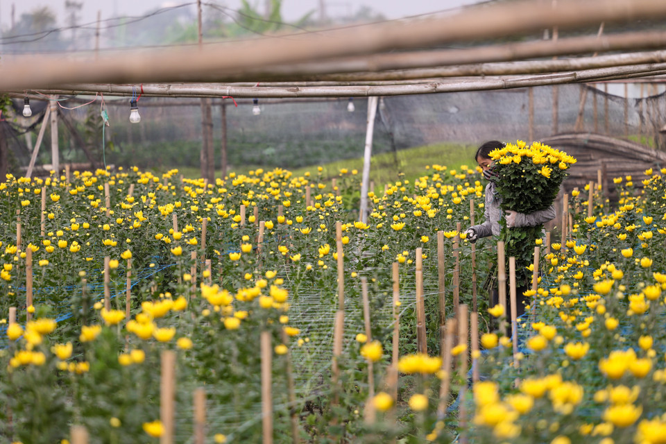 Người trồng hoa thường chia làm 3 vụ thu hoạch: Hoa nở sớm sẽ cắt bán từ đầu tháng Chạp hoặc Tết Dương lịch, loại có nụ đã to thu hoạch cho Rằm tháng Chạp, loại mới lên nụ sẽ để bán Tết Âm lịch. Tuy nhiên theo nhiều người dân, đến 23 tháng Chạp hoa sẽ được thu hoạch gần hết. (Ảnh: Minh Sơn/Vietnam+)