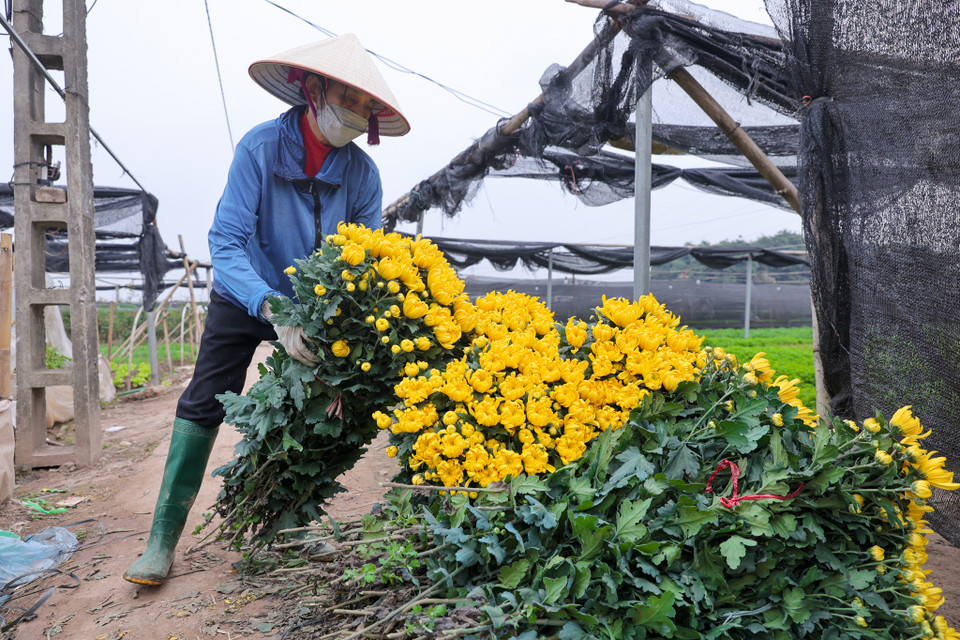 Bà Chu Thị Hồng (Tây Tựu, Hà Nội) cho biết năm nay hết dịch nên nông dân trồng nhiều hoa hơn nên giá không được tốt như trước. (Ảnh: Minh Sơn/Vietnam+)