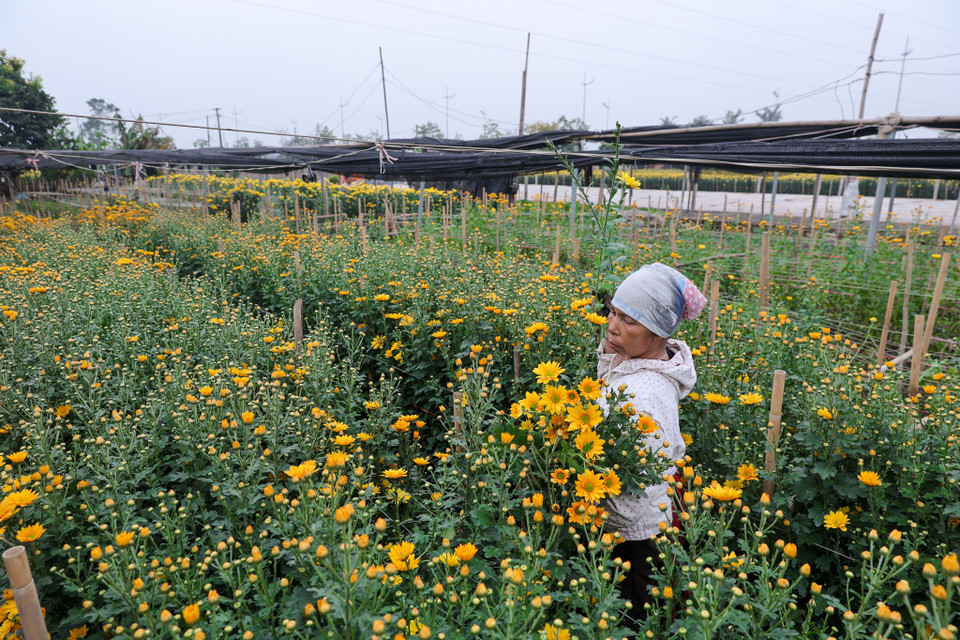 Ở Tây Tựu có đến hơn 60% hộ gia đình làm nghề trồng hoa. Những loại hoa quen thuộc được người nông dân trồng vào dịp cuối năm chủ yếu là hoa ly, hoa cúc vàng và hoa hồng. (Ảnh: Minh Sơn/Vietnam+)