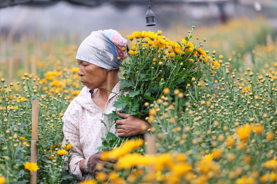 Tuy nhiên những năm gần đây, nhiều hộ gia đình đã thử nghiệm trồng loài hoa mới như hoa cúc mai cam. (Ảnh: Minh Sơn/Vietnam+)