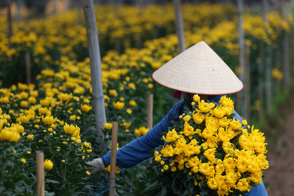 Những loại hoa chủ lực cung ứng cho dịp Tết ở làng hoa Tây Tựu là hoa ly, hoa hồng và hoa cúc. (Ảnh: Minh Sơn/Vietnam+)