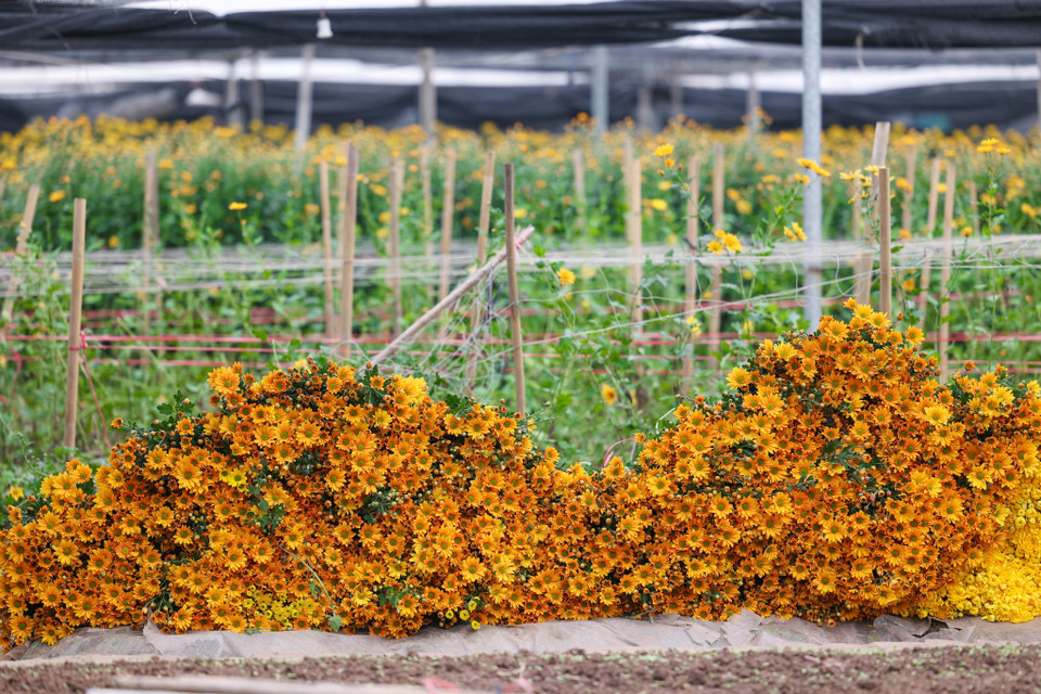 Ngoài kỹ thuật trồng và chăm sóc, yếu tố quyết định đến năng suất hoa chính là thời tiết. Nhiều chủ vườn đều nhận định, năm nay thời tiết không được thuận lợi nên việc thu hoạch cũng thất thường ảnh hưởng tới giá cả. (Ảnh: Minh Sơn/Vietnam+)