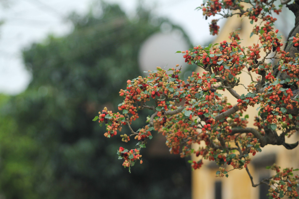 Theo lời chủ nhân hiện tại, cây dâu cảnh có nguồn gốc từ nghệ nhân Huỳnh ở xã Mễ Sở (Văn Giang, Hưng Yên), ông mới sở hữu được 2 tháng nay và khẳng định đây là cây dâu nghệ thuật độc nhất vô nhị ở Việt Nam. (Ảnh: Minh Sơn/Vietnam+)