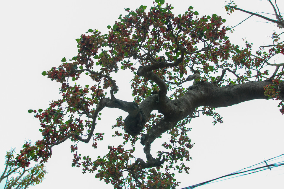 Dáng lão là 1 trong những dáng rất hiếm của cây dâu, cây dâu khi lớn thường tạo thành dáng trực thẳng đứng. Để tạo thành dáng đẹp như vậy, người chơi cây phải rất công phu uốn nắn. (Ảnh: Minh Sơn/Vietnam+)