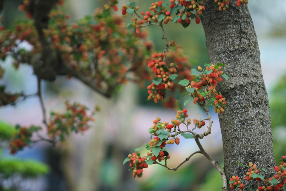 Mấy hôm nay trời mưa khiến quả bị nhạt màu nhìn không được ưa mắt. (Ảnh: Minh Sơn/Vietnam+)