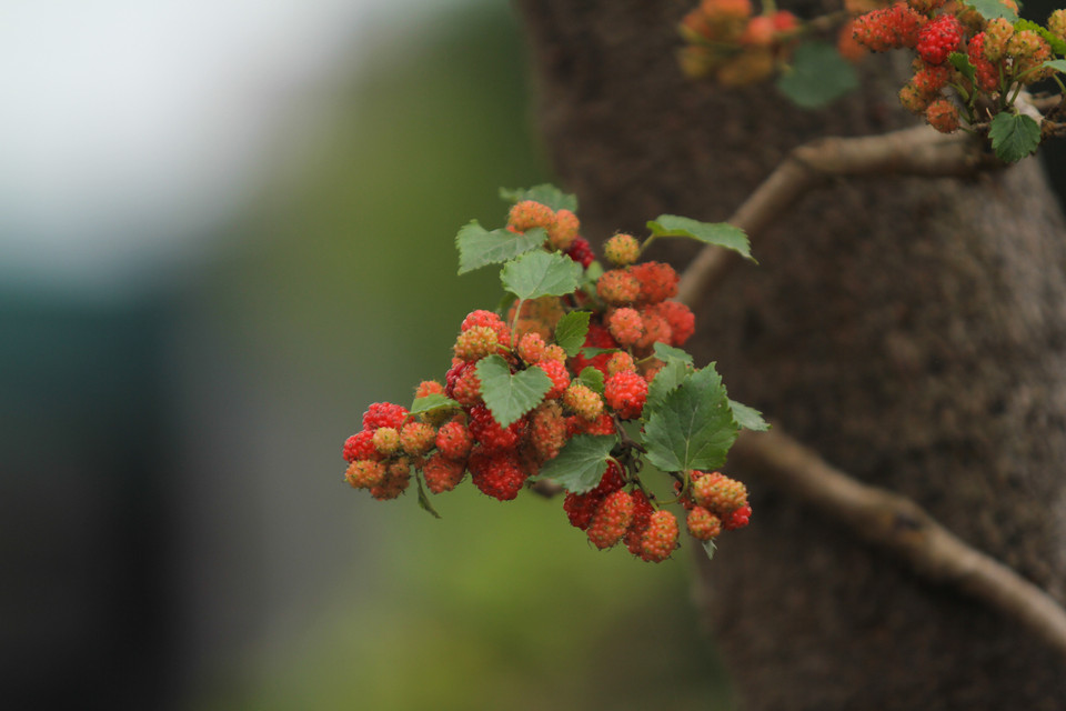 Chỉ mấy hôm nữa trời hửng nắng, quả trở nên đỏ au rất đẹp. (Ảnh: Minh Sơn/Vietnam+)