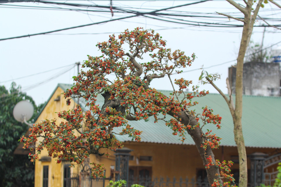 Cây dâu cảnh này một năm cho 2 đợt quả, mỗi đợt quả kéo dài 2 tháng. Thời điểm chụp ảnh, quả cây đã được hơn một tháng. (Ảnh: Minh Sơn/Vietnam+)