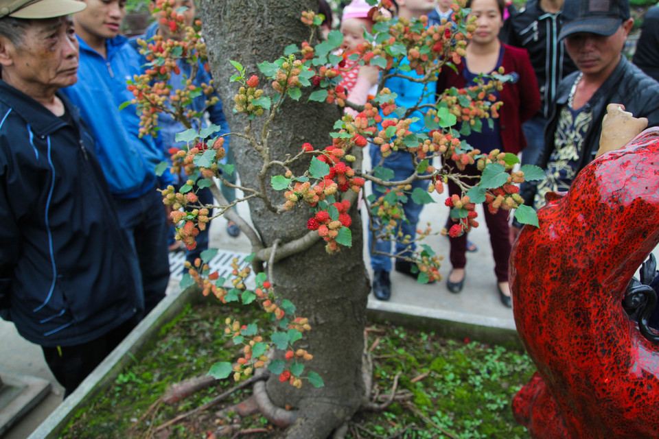 Chăm sóc cây dâu cảnh không mất nhiều công sức, chỉ cần tưới bón đầy đủ là quả mọc từ thân đến ngọn. (Ảnh: Minh Sơn/Vietnam+)