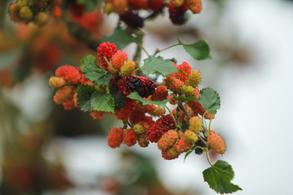 Ông Hùng cho biết, chậu cây độc nhất vô nhị này được rao bán với giá 100 triệu đồng và đã có khách đặt mua. (Ảnh: Minh Sơn/Vietnam+)