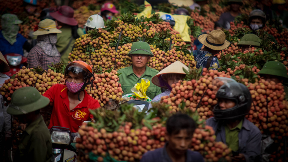 Cô Nguyễn Thị Tình, một nông dân trồng vải cho biết, thương lái có nhiều ‘chiêu trò’ để ép giá vải xuống, một trong số đó chính là điều những xe trọng tải lớn để gây tắc đường, ép giá thu mua. (Ảnh: Minh Sơn/Vietnam+)