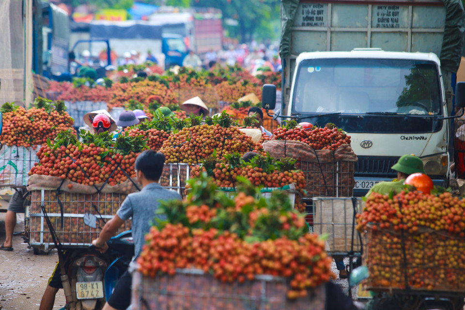 Tình trạng ùn tắc kéo dài diễn ra tại nhiều điểm tập trung thu mua của huyện Lục Ngạn như thị trấn Chũ, ngã ba Kép... (Ảnh: Minh Sơn/Vietnam+)