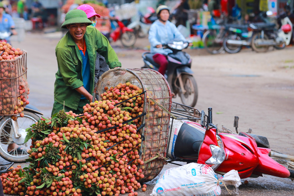 Một xe máy chở mỗi lần gần 2 tạ vải thế nên tình trạng đổ, dập nát vải xảy ra thường xuyên. (Ảnh: Minh Sơn/Vietnam+)