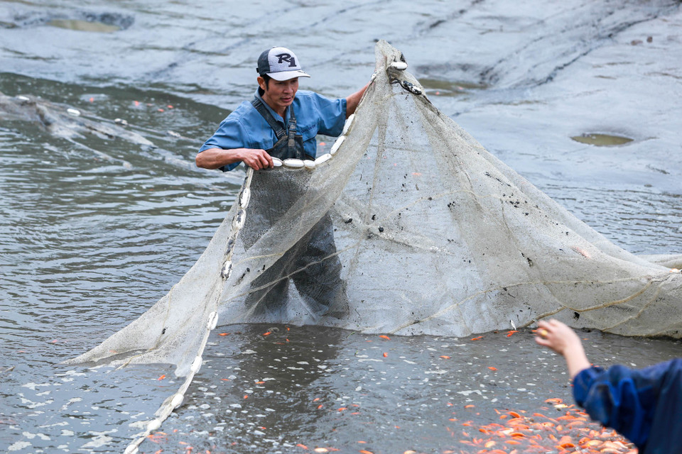 Anh Nguyễn Huy Luận, chủ một hộ nuôi cá chép đỏ tại đây cho biết, việc nuôi cá năm nay rất thuận lợi, thời tiết ủng hộ nhưng dễ bị mất giá do loài này dễ nuôi, nguồn cung ứng ra thị trường nhiều. (Ảnh: PV/Vietnam+)
