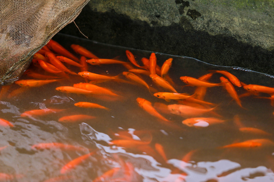 (Ảnh: PV/Vietnam+)