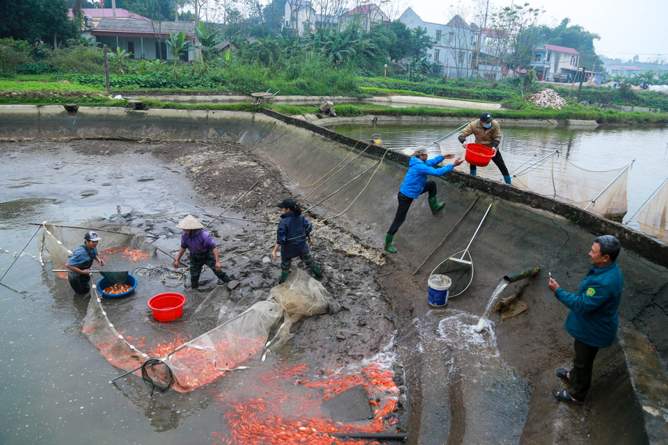 Vào những ngày cận Tết, người dân làng nghề nuôi cá chép đỏ Thủy Trầm (Tuy Lộc, Cẩm Khê, Phú Thọ) lại tất bật thu hoạch cá. (Ảnh: PV/Vietnam+)