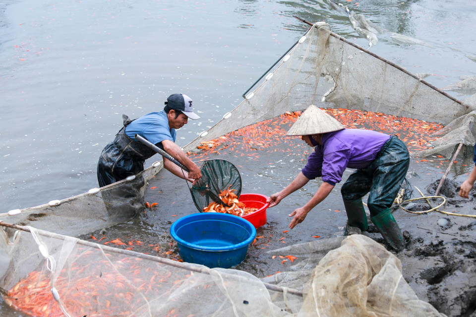 Thông thường cá giống sẽ được tiến hành nuôi từ hồi giữa năm, người nuôi cá chăm sóc sao cho đến khi cá thu hoạch có kích cỡ khoảng 3 ngón tay là đủ tiêu chuẩn. (Ảnh: PV/Vietnam+)