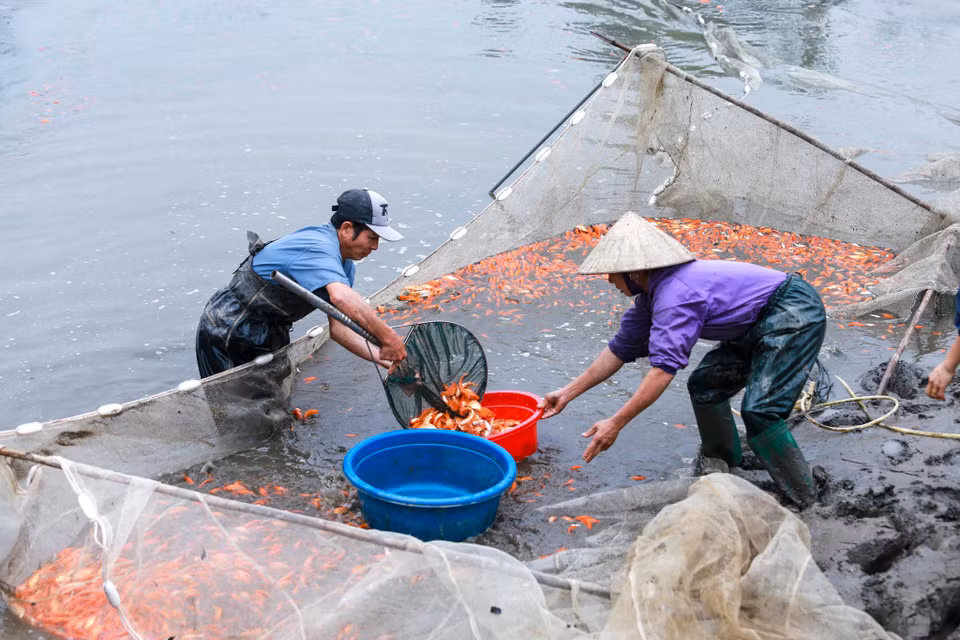Thông thường cá giống sẽ được tiến hành nuôi từ hồi giữa năm, người nuôi cá chăm sóc sao cho đến khi cá thu hoạch có kích cỡ khoảng 3 ngón tay là đủ tiêu chuẩn. (Ảnh: PV/Vietnam+)