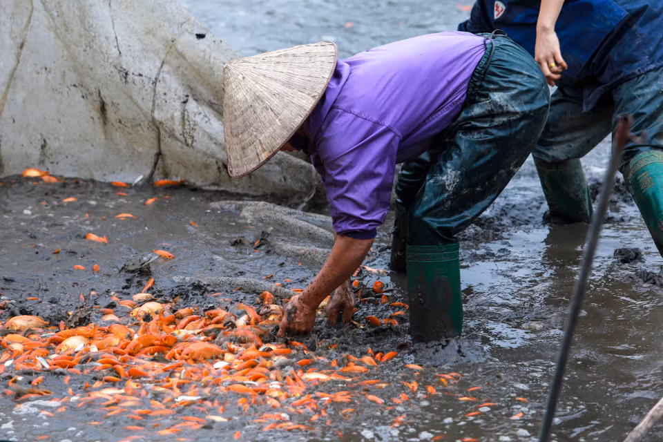 Giá cá mua tại ao giảm mạnh, chỉ còn 50 - 60 ngàn đồng/kg trong khi những năm trước, giá sản phẩm là 70 ngàn đồng/kg, có lúc lên đến 120 ngàn đồng/kg. (Ảnh: PV/Vietnam+)