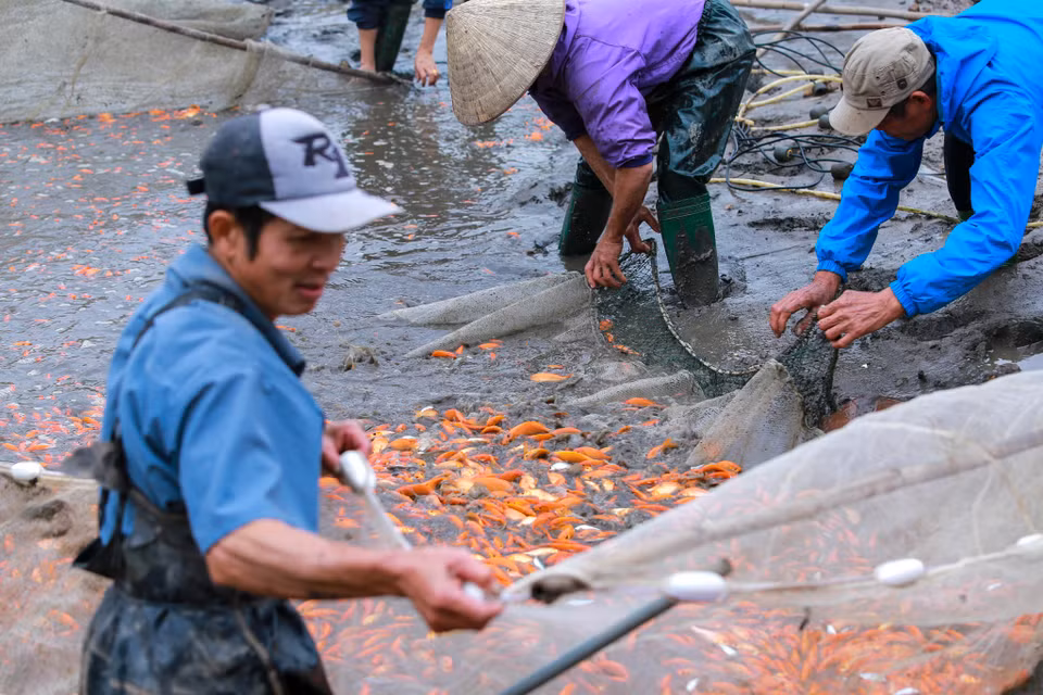 Cá chép đỏ Thủy Trầm được người dân gây giống, chăm sóc từ khoảng tháng 6 hàng năm cho đến tháng Chạp. Tiêu chuẩn của một con cá đẹp là mình đỏ đẹp, mắt đen và có mỡ cá... (Ảnh: PV/Vietnam+)