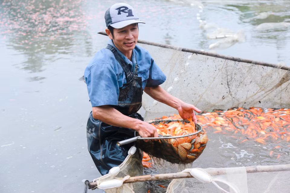 Nghề nuôi cá phát triển đem lại hiệu quả kinh tế cao cho hàng trăm các hộ gia đình trong làng Thủy Trầm. (Ảnh: PV/Vietnam+)