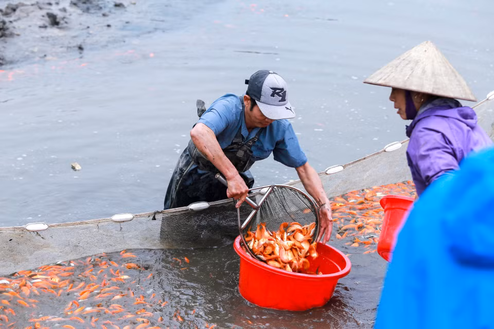 Cá ở Thuỷ Trầm chủ yếu được phân phối đi Tuyên Quang, Hà Nội, Vĩnh Phúc, Hà Giang, Yên Bái... (Ảnh: PV/Vietnam+)