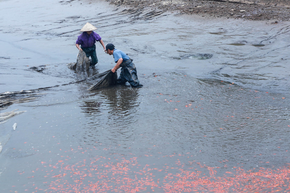 Làng Thủy Tầm (Phú Thọ) được xem là làng nuôi cá chép đỏ truyền thống, lâu đời và lớn nhất miền Bắc. (Ảnh: PV/Vietnam+)